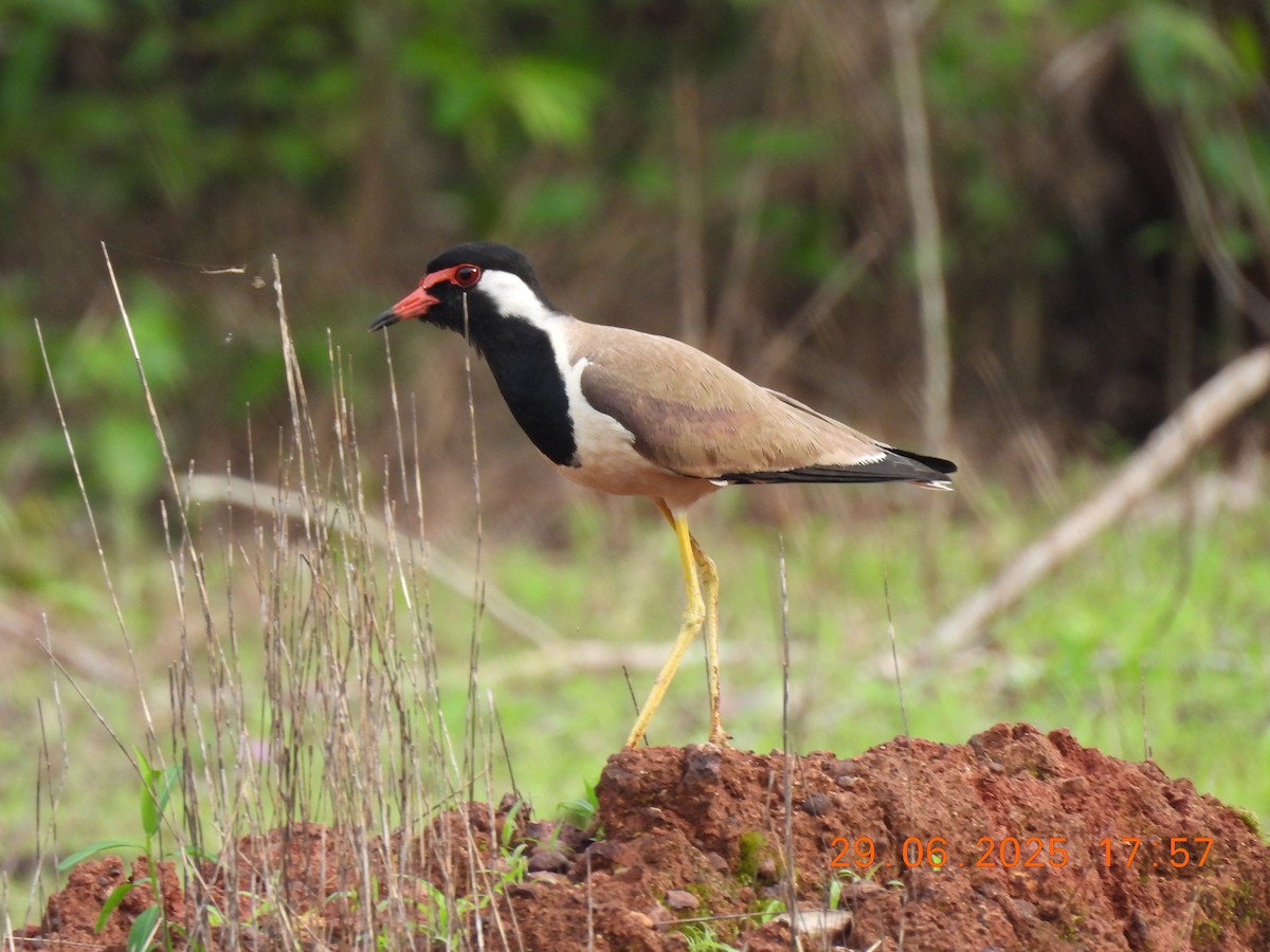 Red-wattled Lapwing - ML638273468