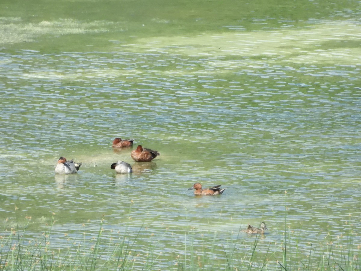 小水鴨(carolinensis) - ML638273486