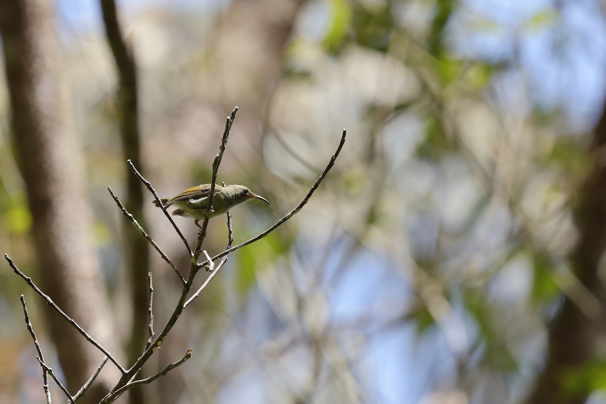 Schwarzkehl-Nektarvogel - ML638273488