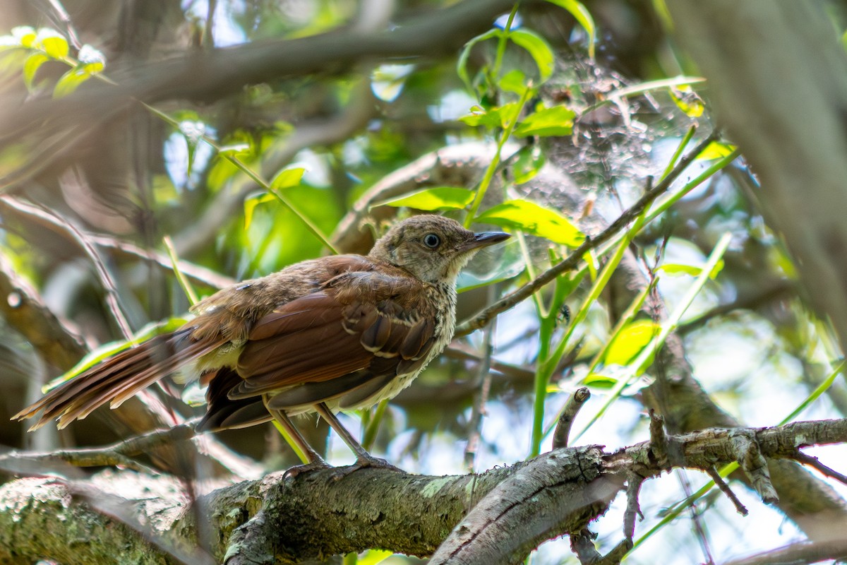 Brown Thrasher - ML638273493