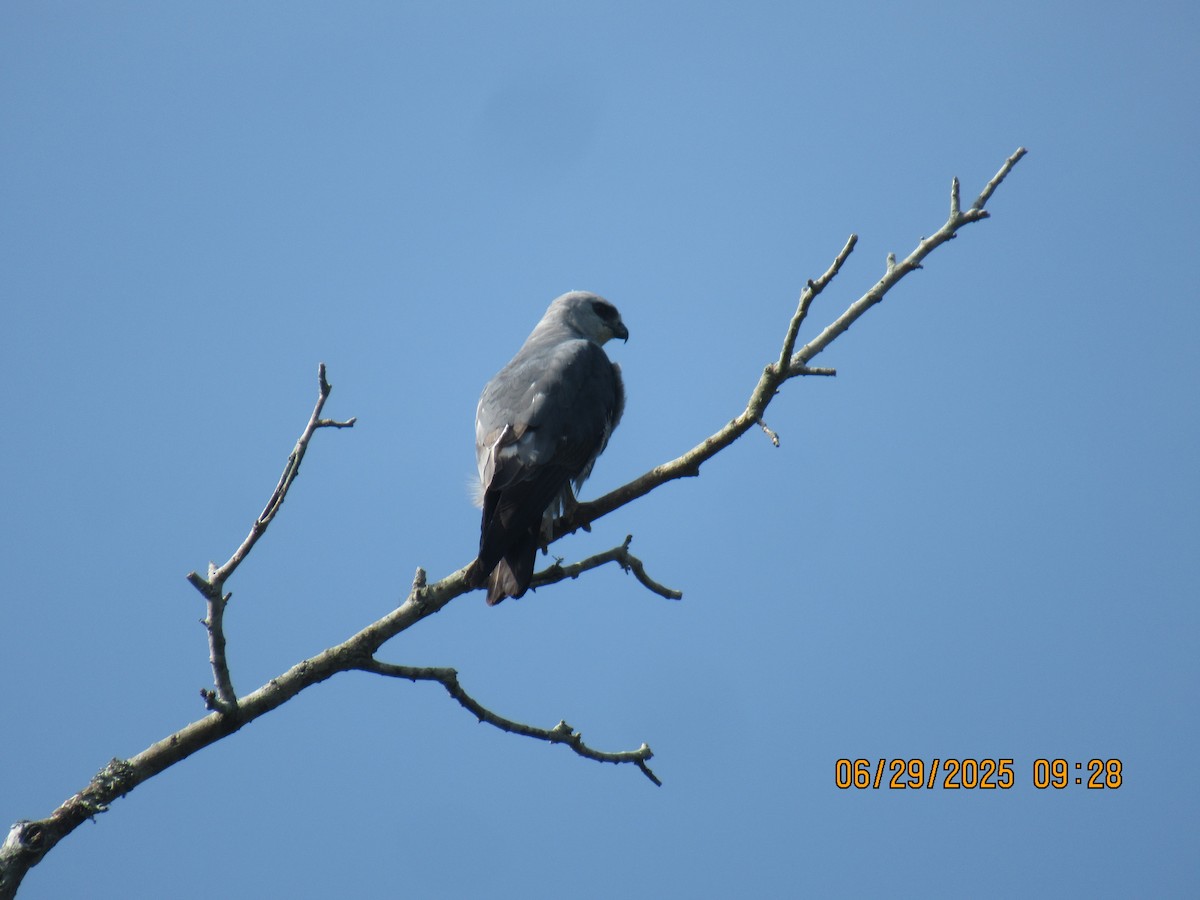 Mississippi Kite - ML638273510