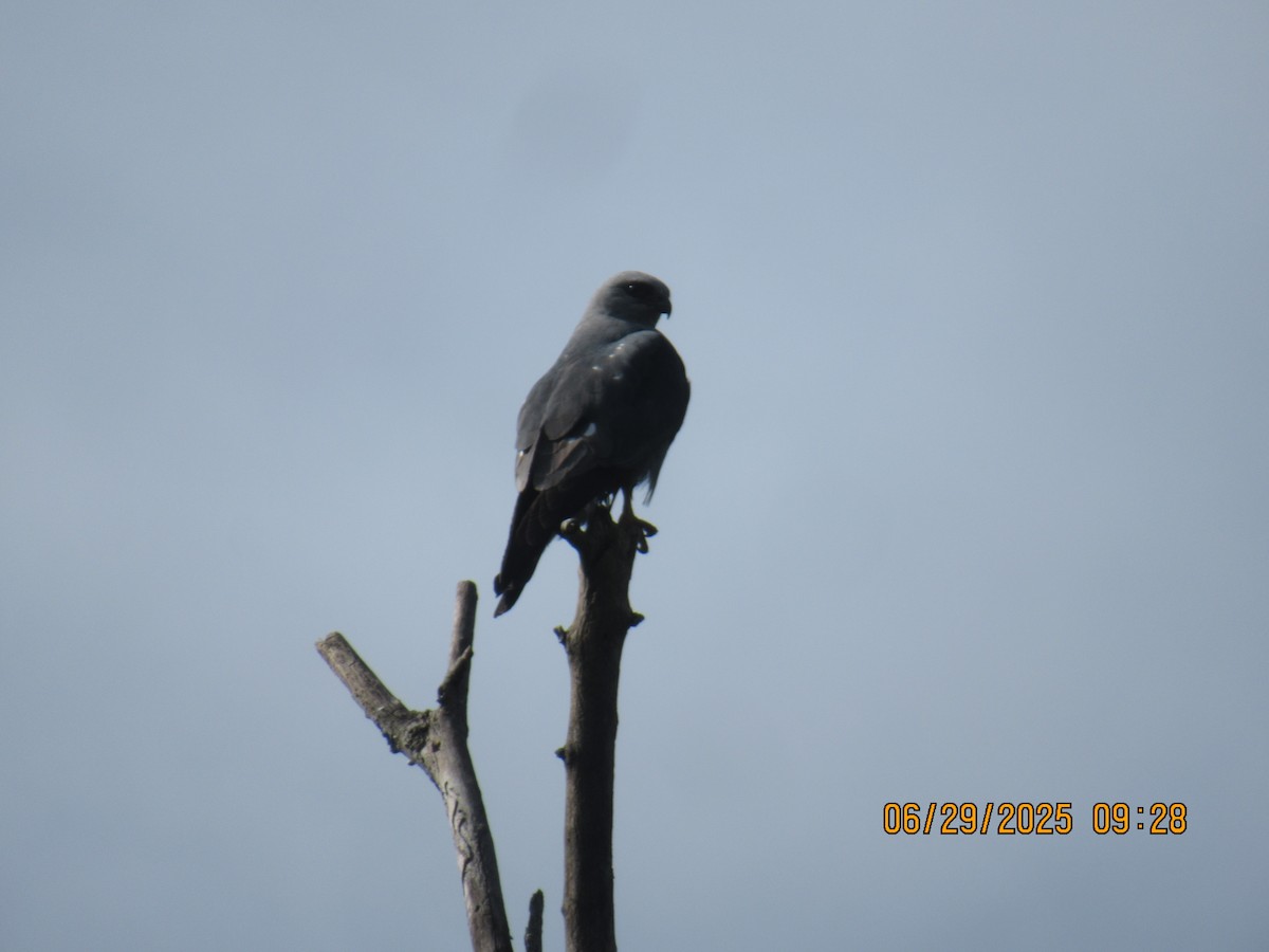 Mississippi Kite - ML638273511