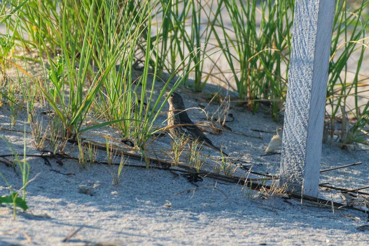 House Finch - ML638273518