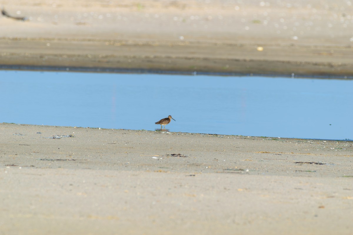 Short-billed Dowitcher - ML638273535