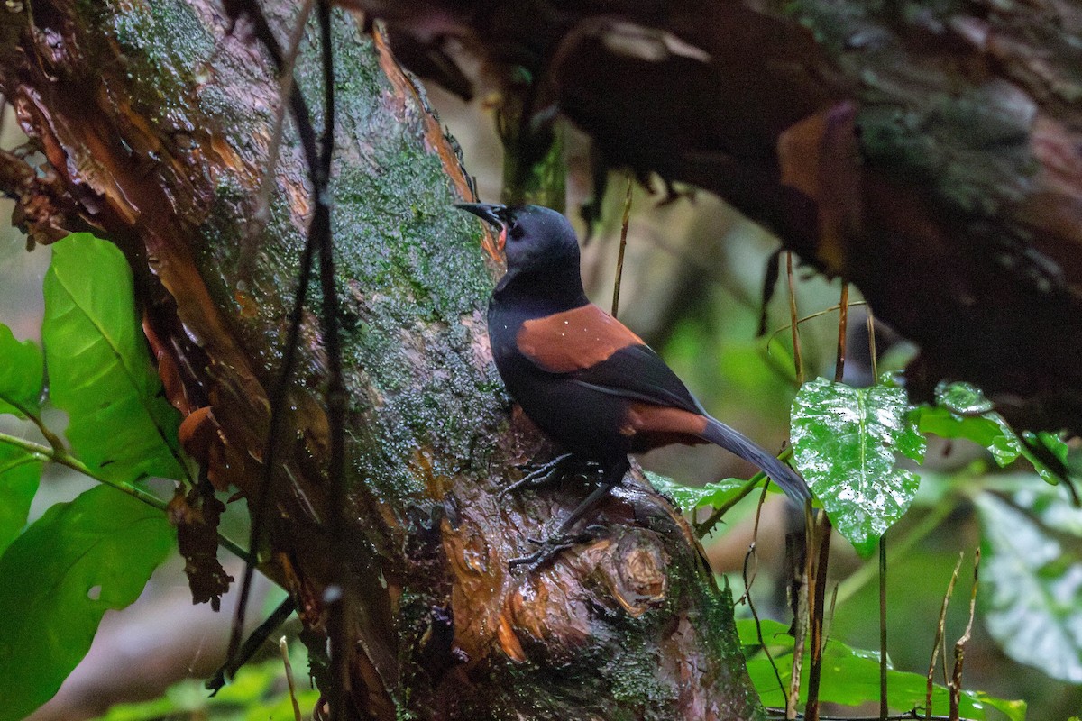 North Island Saddleback - ML638273550