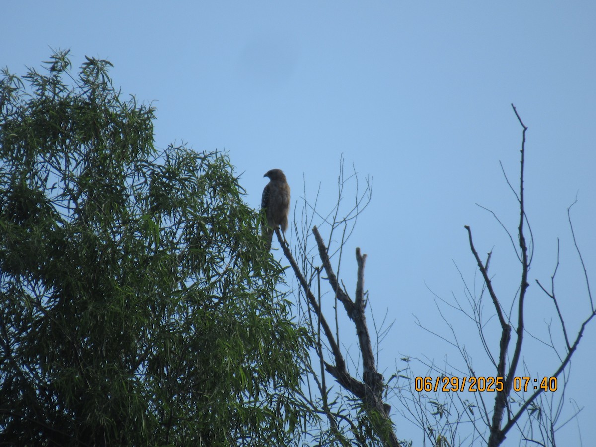 Red-shouldered Hawk - ML638273552