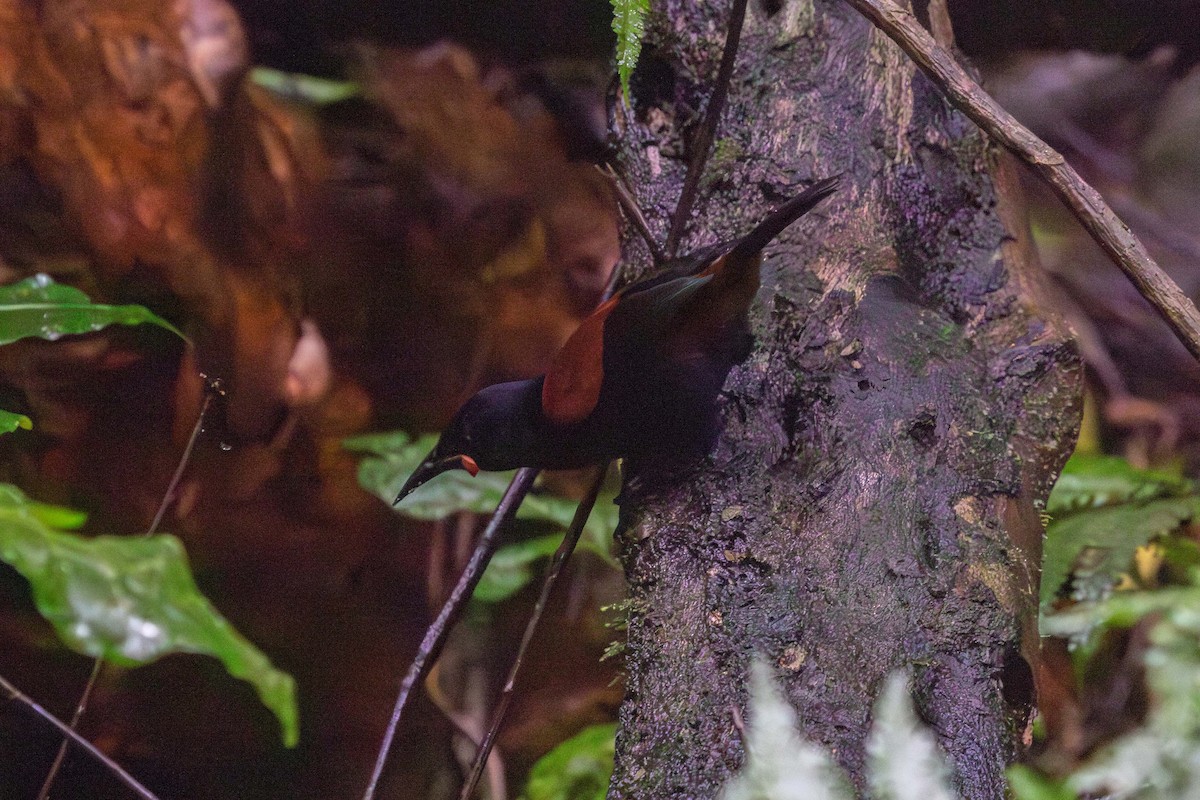 North Island Saddleback - ML638273553