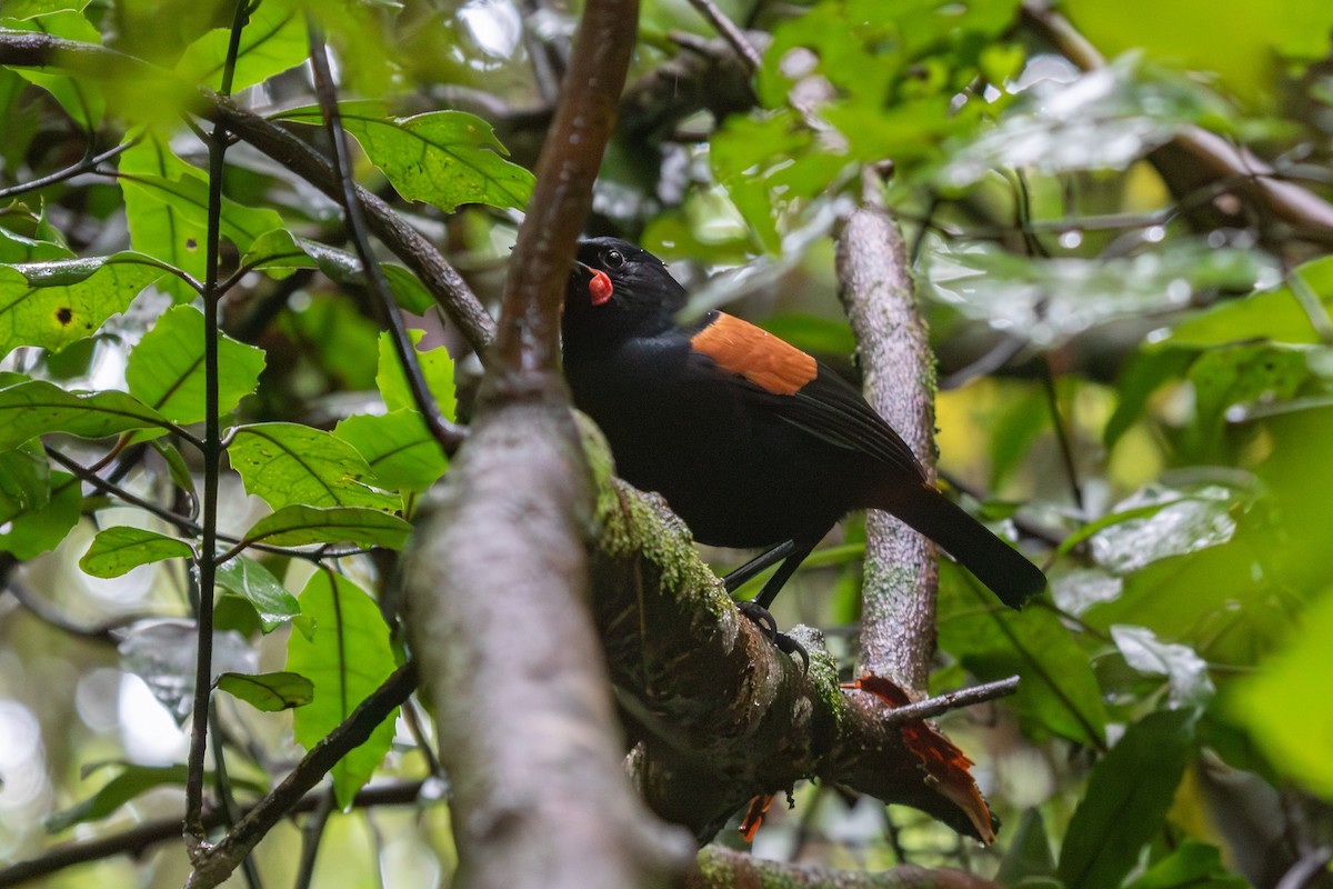North Island Saddleback - ML638273554