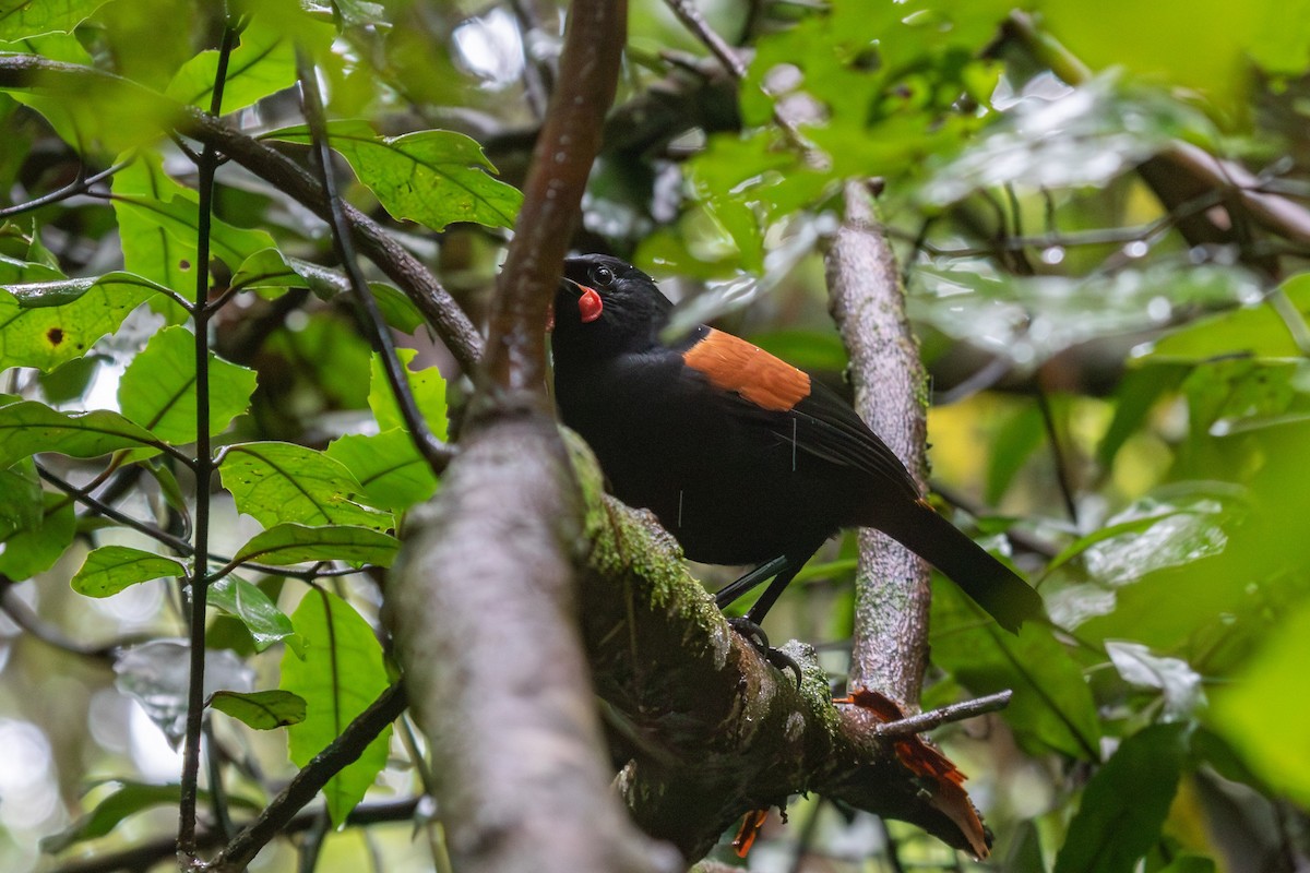 North Island Saddleback - ML638273555