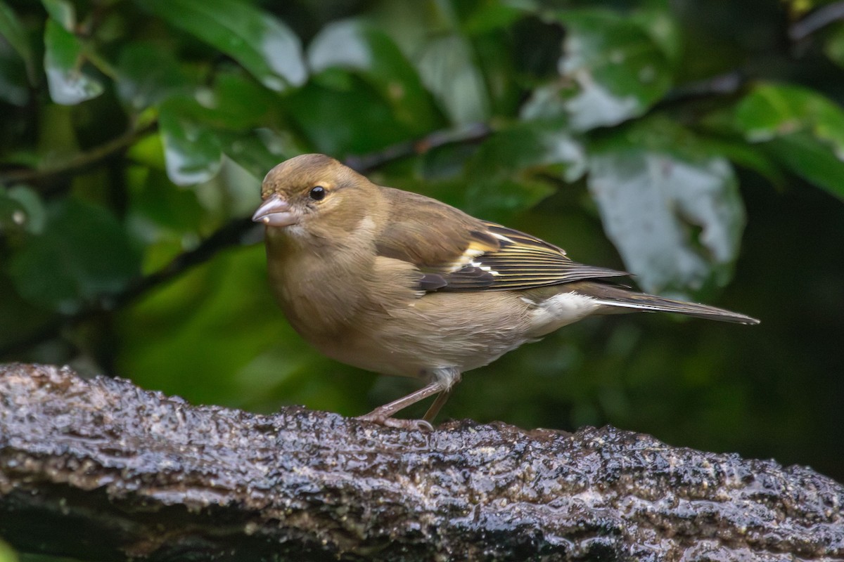 Common Chaffinch - ML638273568