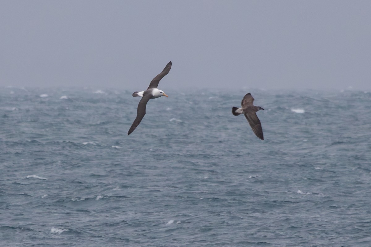 Black-browed Albatross - ML638273592