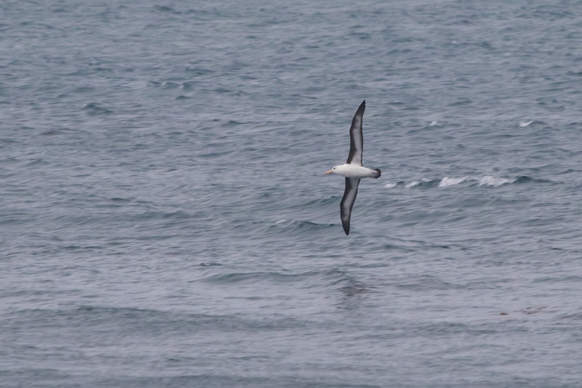 Black-browed Albatross - ML638273593