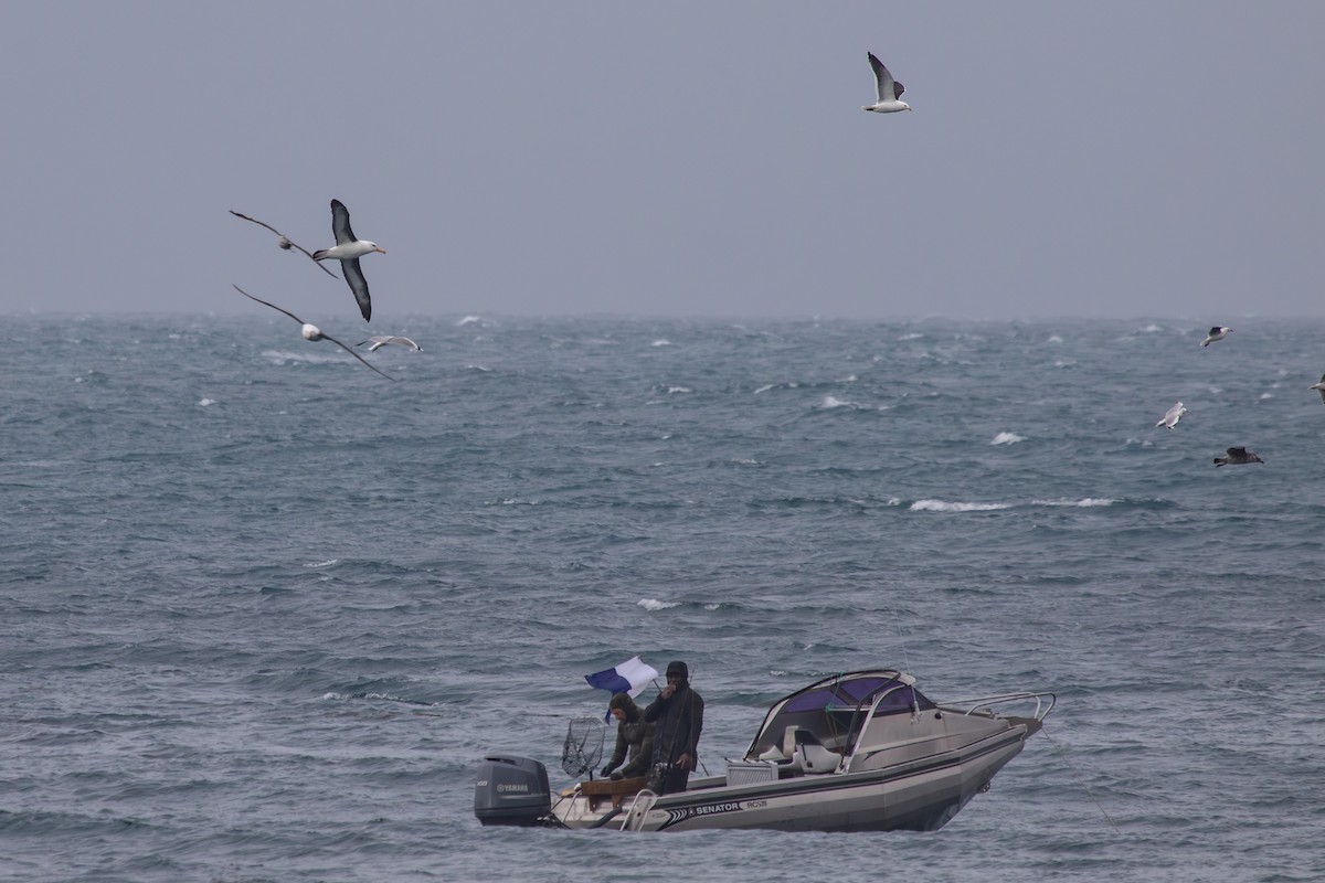 Black-browed Albatross - ML638273594