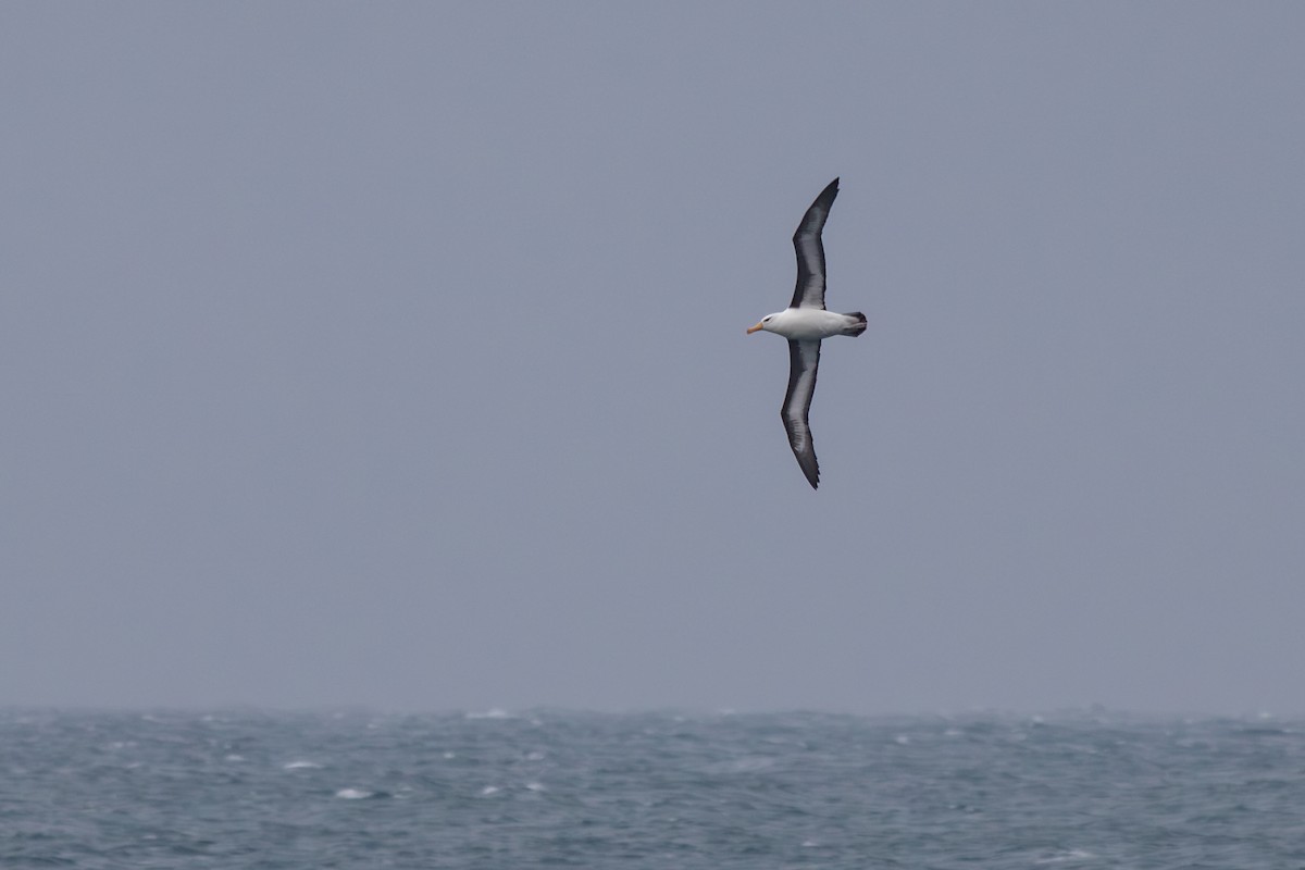 Black-browed Albatross - ML638273595