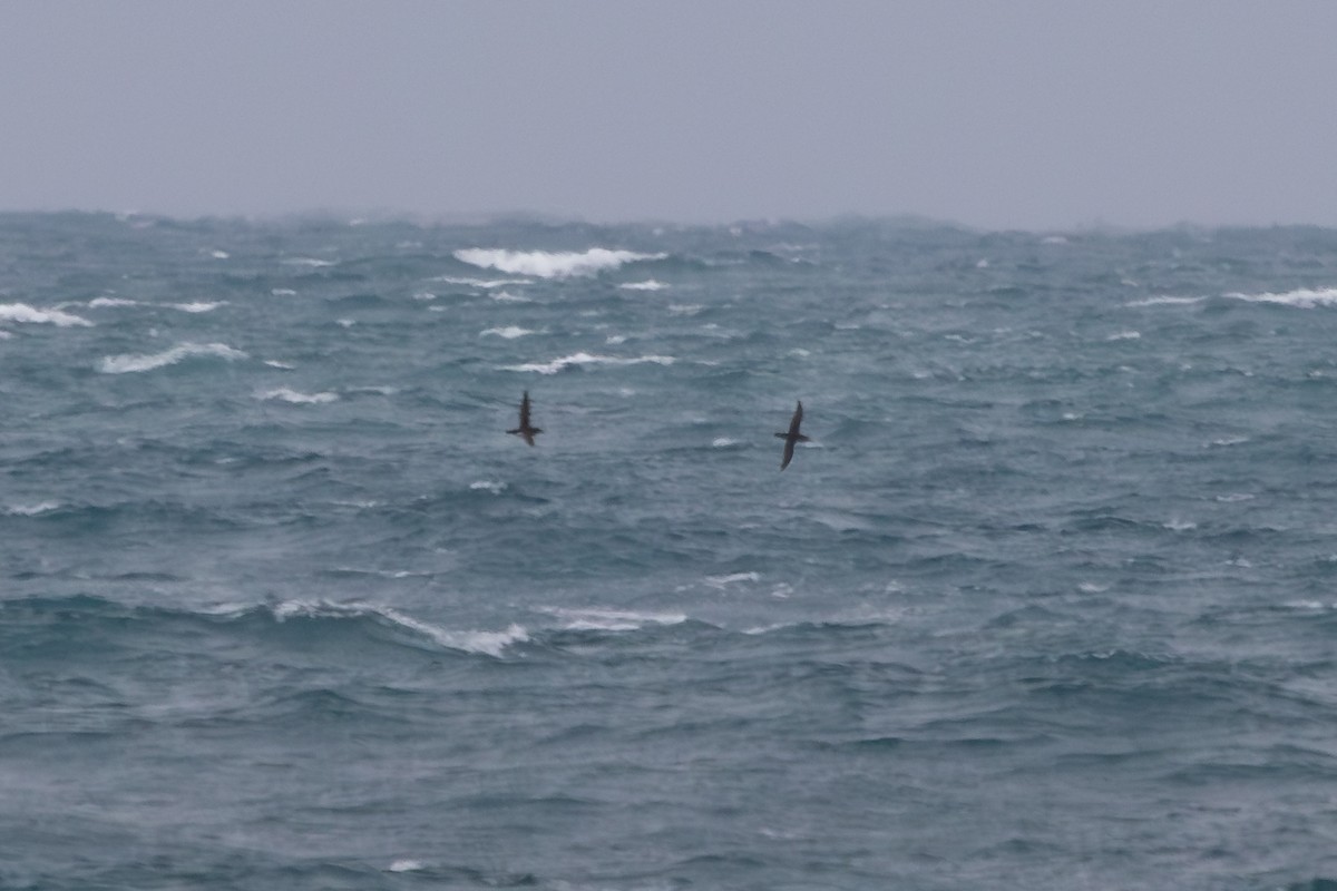Fluttering Shearwater - ML638273602