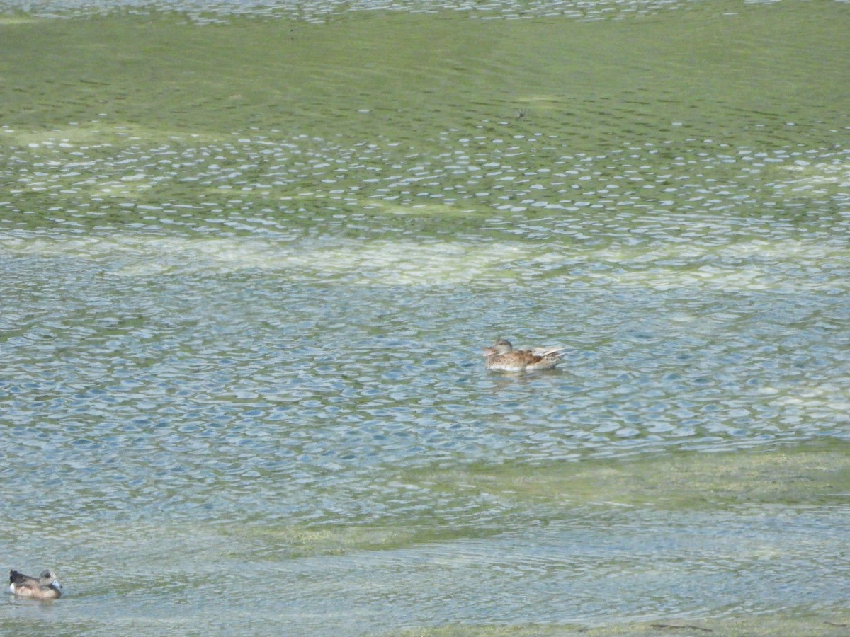 Gadwall - ML638273605