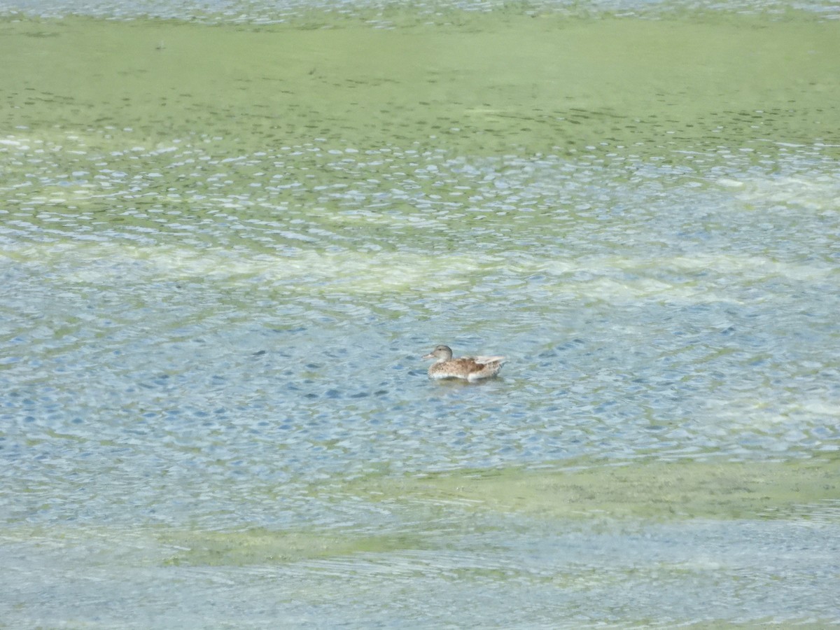 Gadwall - ML638273606