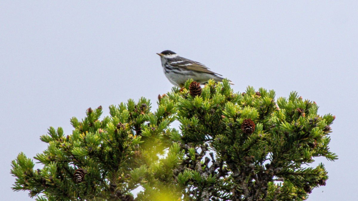 Blackpoll Warbler - ML638273608