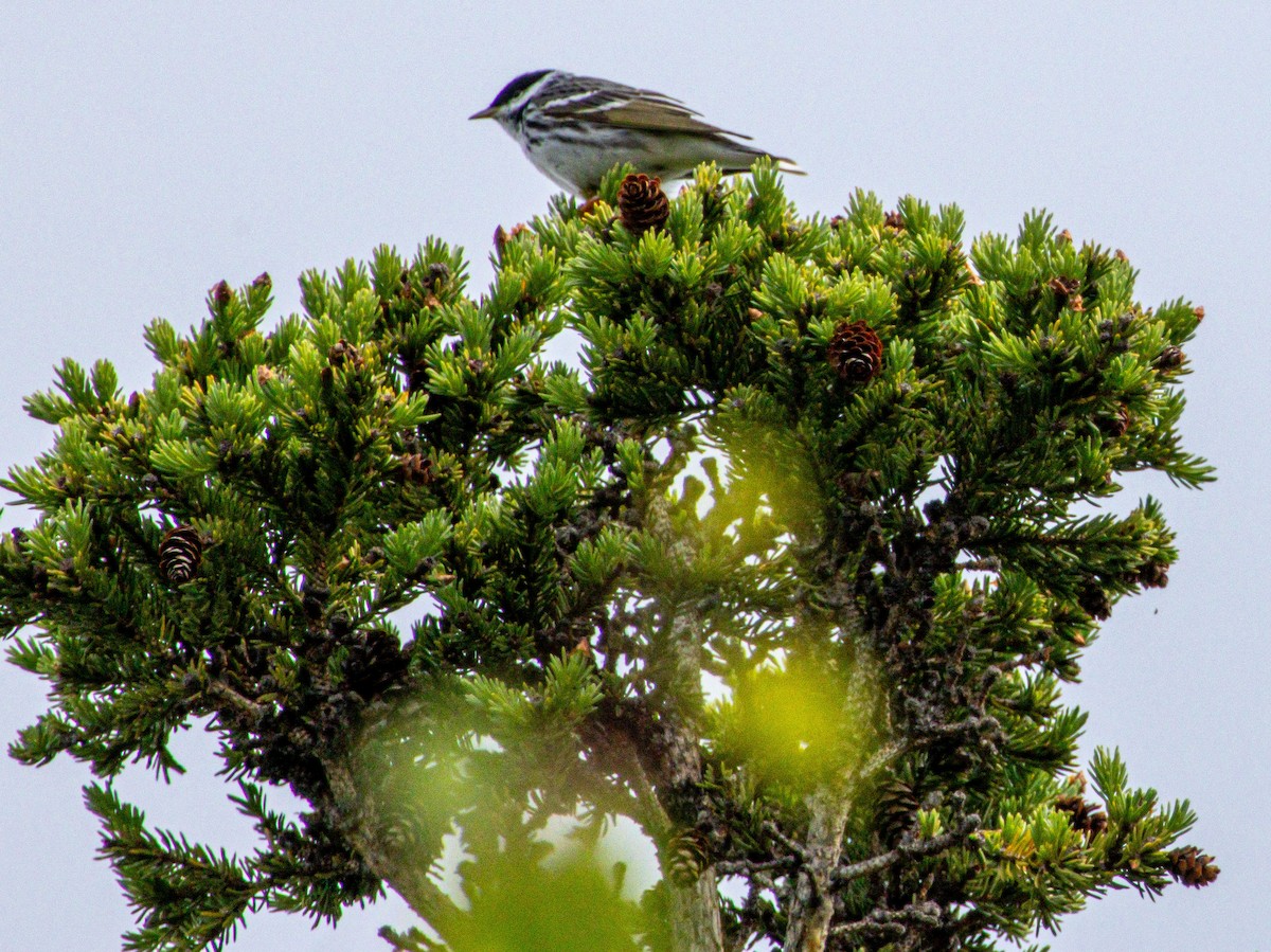 Blackpoll Warbler - ML638273609