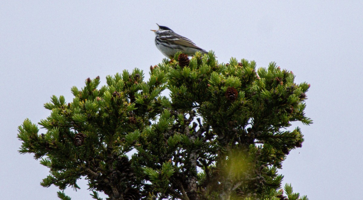 Blackpoll Warbler - ML638273610