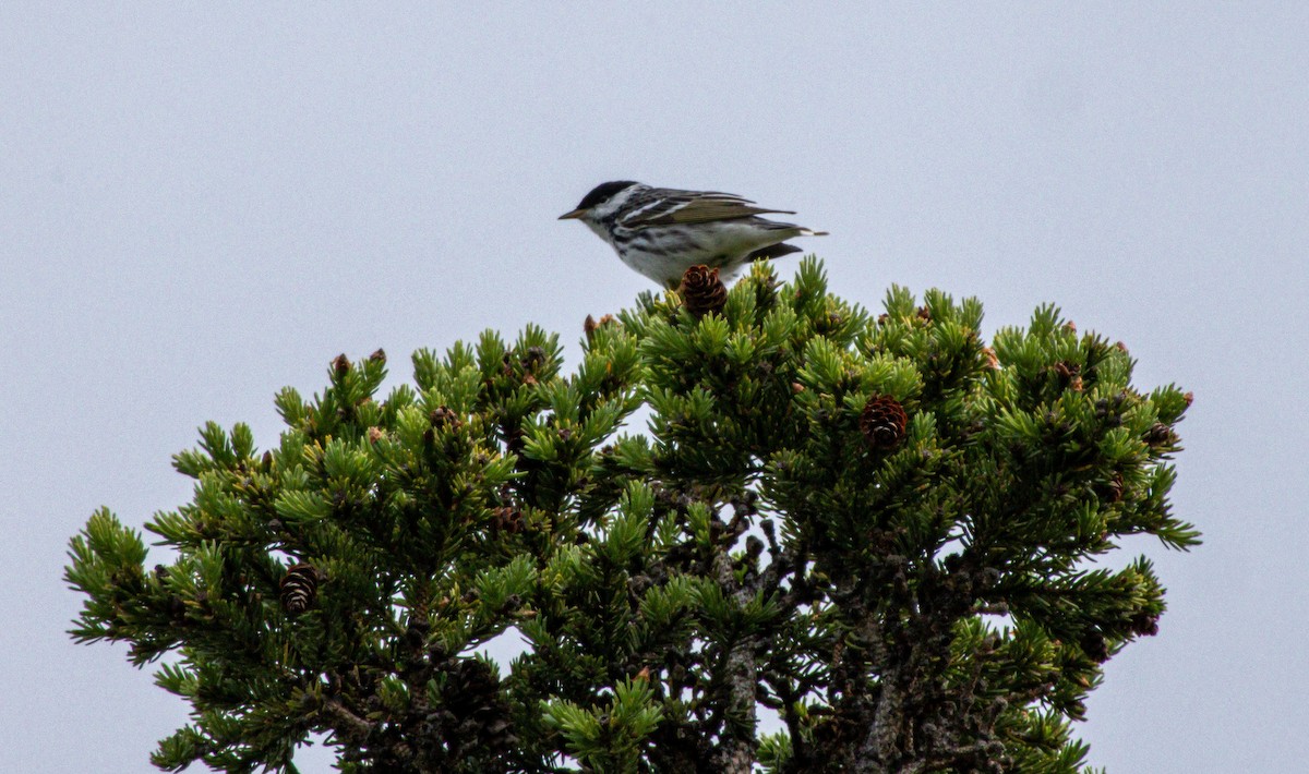 Blackpoll Warbler - ML638273611