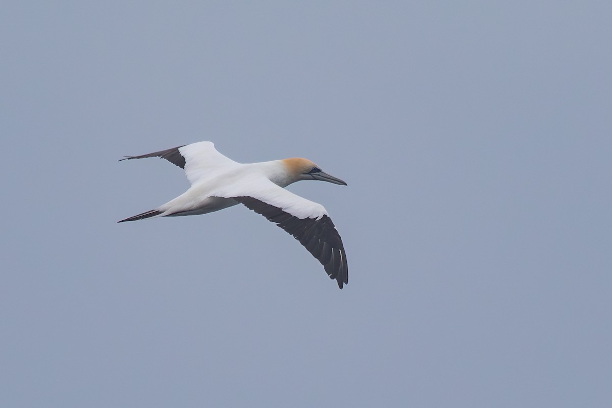Australasian Gannet - ML638273612