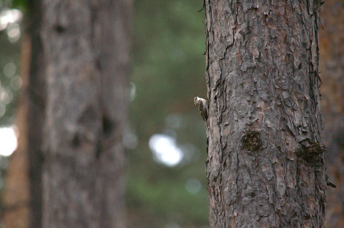 Eurasian Treecreeper - ML638273628