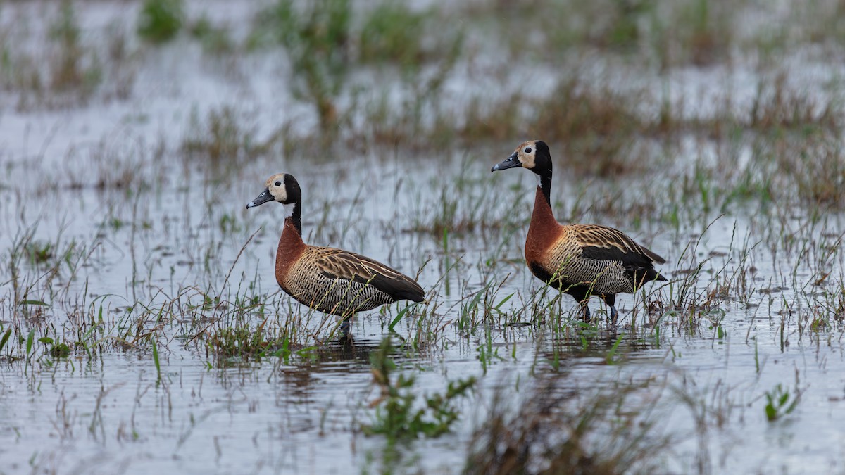 White-faced Whistling-Duck - ML638273630