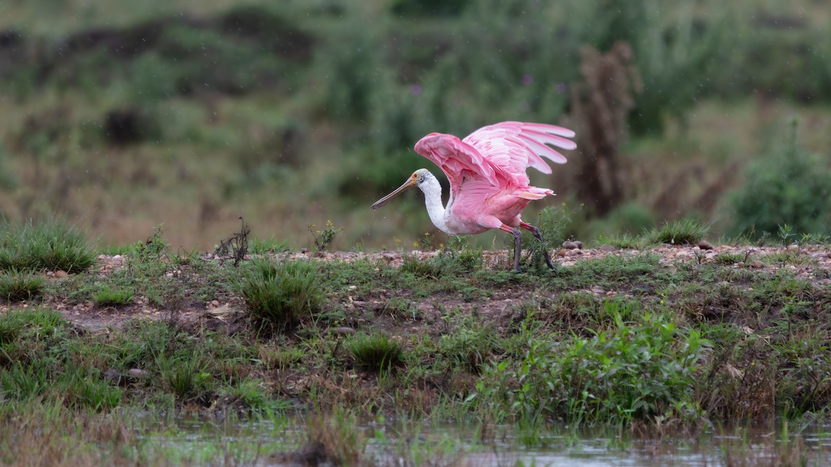 Roseate Spoonbill - ML638273660