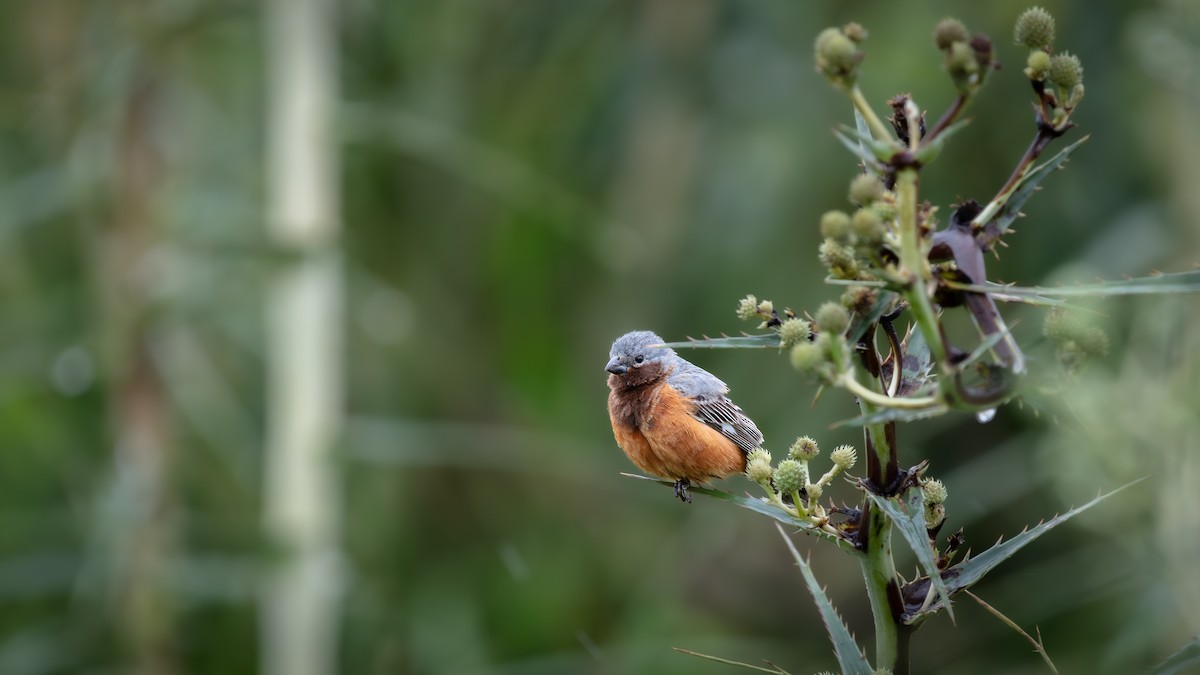 Dark-throated Seedeater - ML638273664