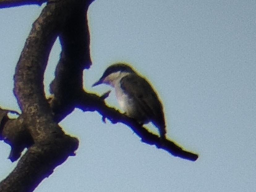 Large Woodshrike - ML638273665