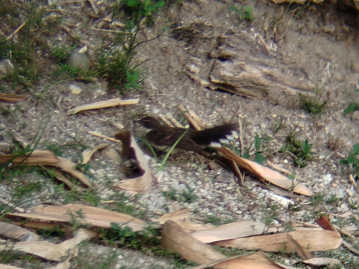 Malaysian Pied-Fantail - ML638273682