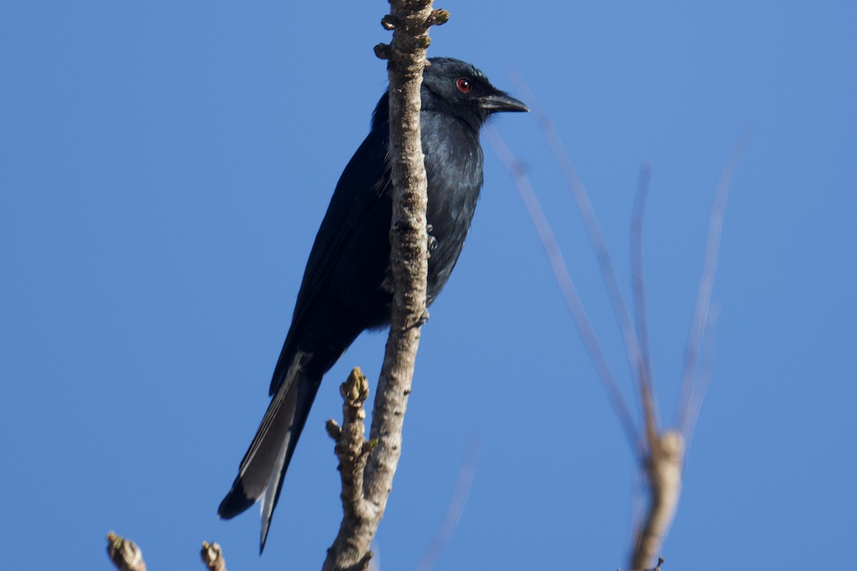 Fork-tailed Drongo - ML638273693