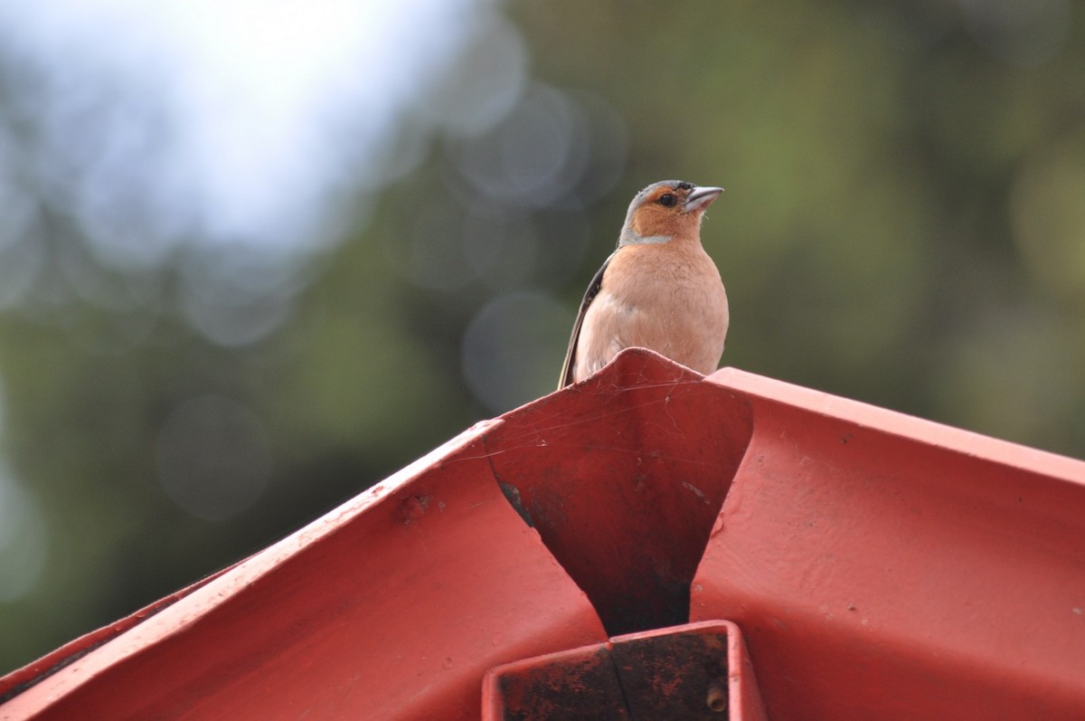 Common Chaffinch - ML638273694