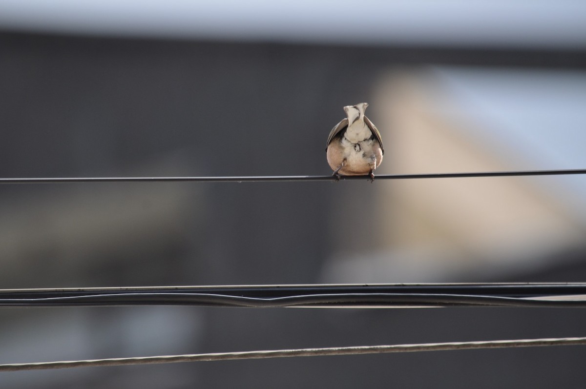 Common Chaffinch - ML638273695