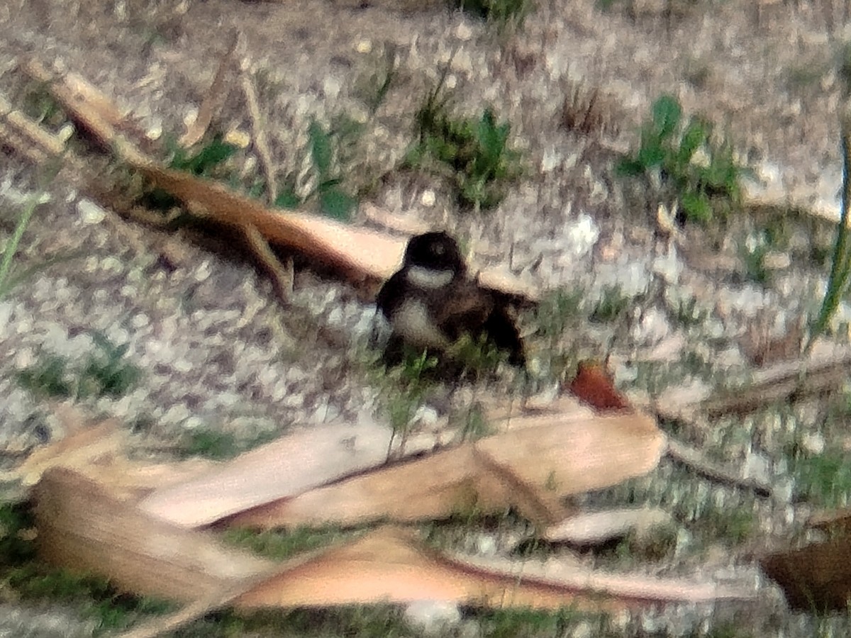 Malaysian Pied-Fantail - ML638273696