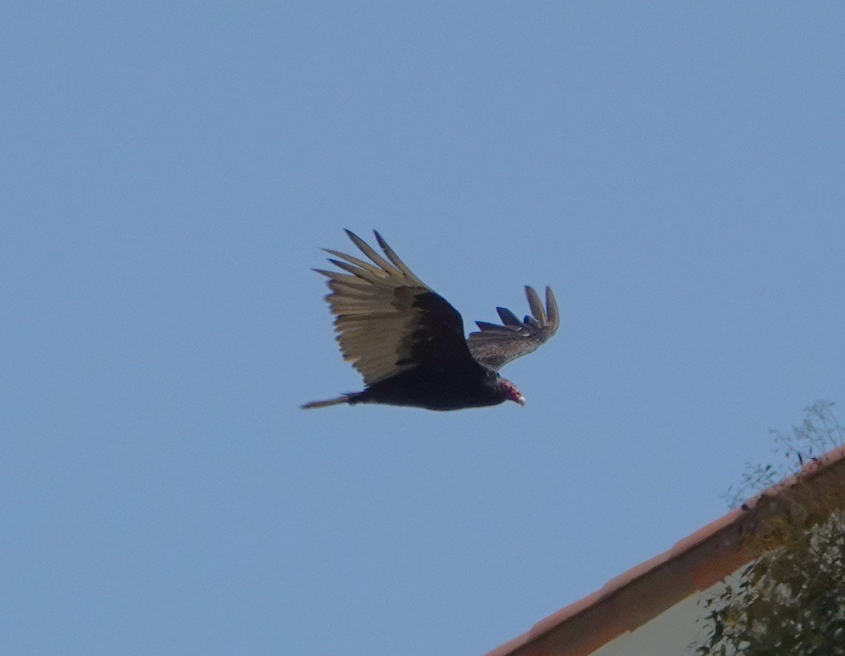 Turkey Vulture - ML638273698