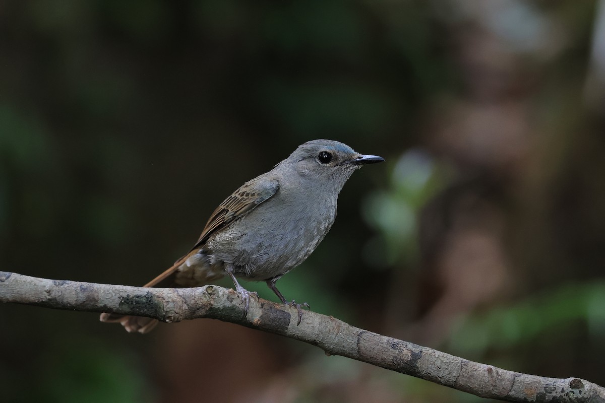 Pale Blue Flycatcher - ML638273700
