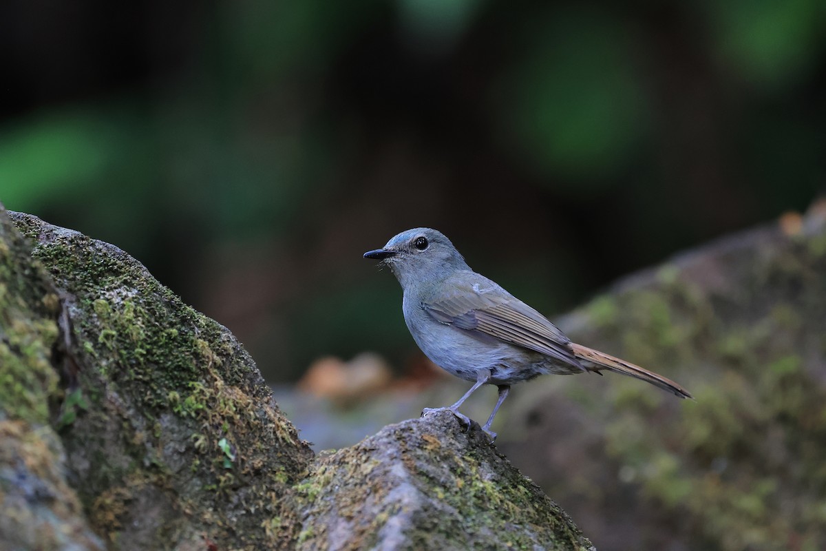 Pale Blue Flycatcher - ML638273701