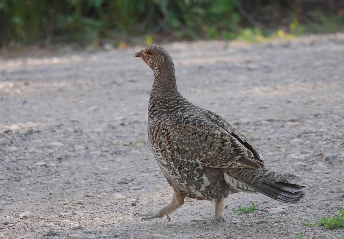 Dusky Grouse - ML638273706