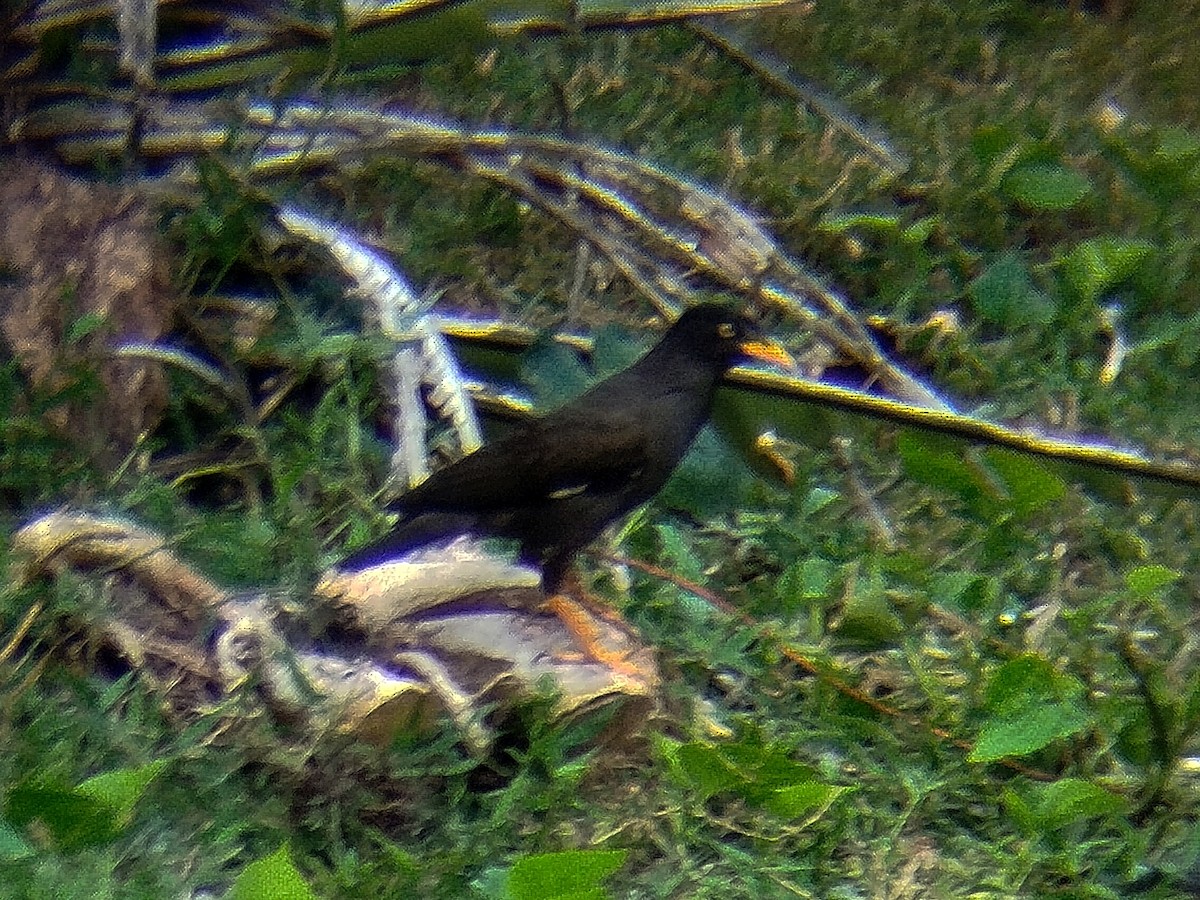 Javan Myna - ML638273709