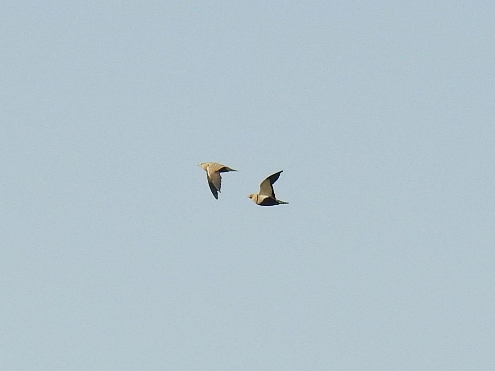 Black-bellied Sandgrouse - ML638273715