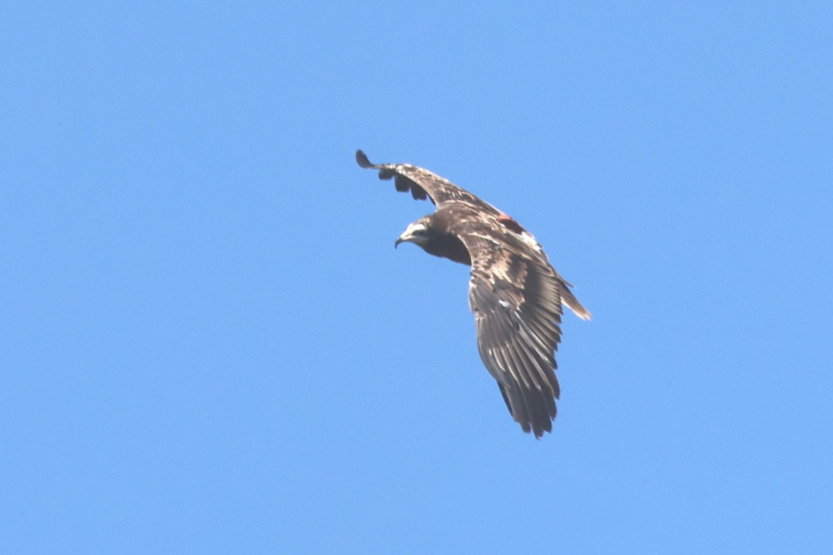 Egyptian Vulture - ML638273716
