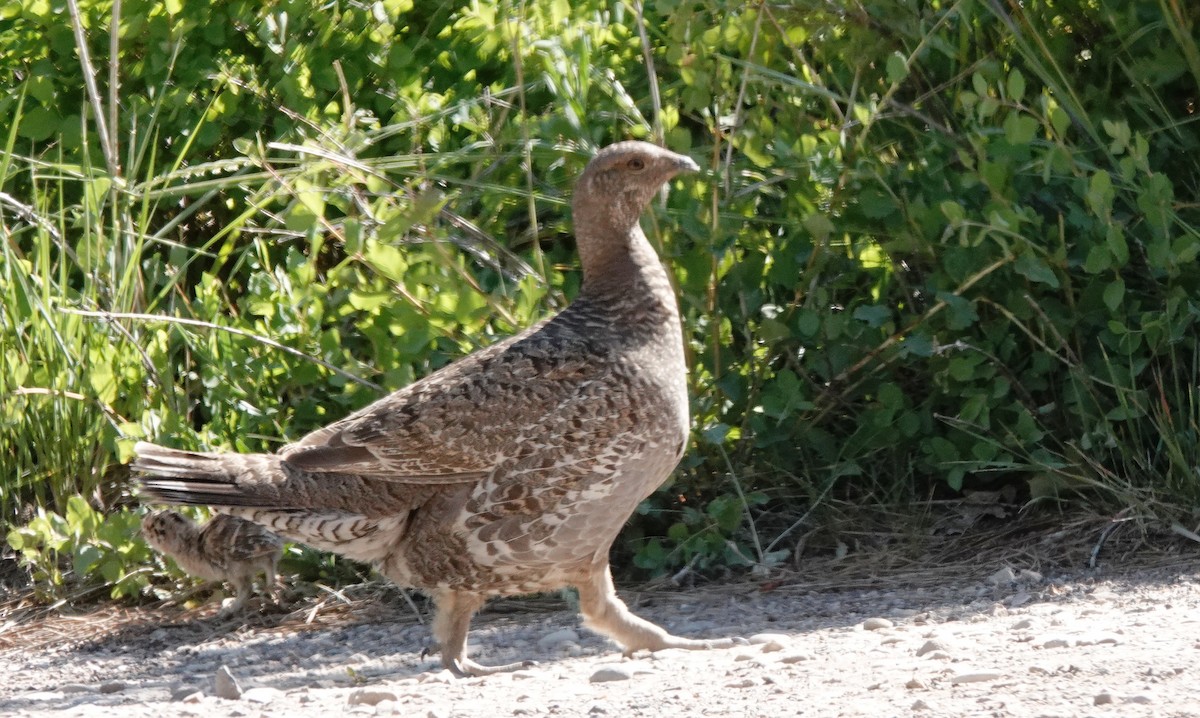 Dusky Grouse - ML638273719