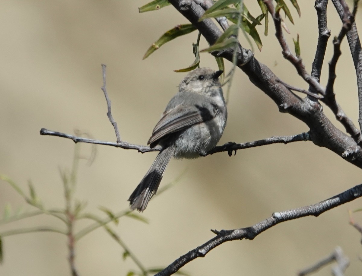Bushtit - ML638273722