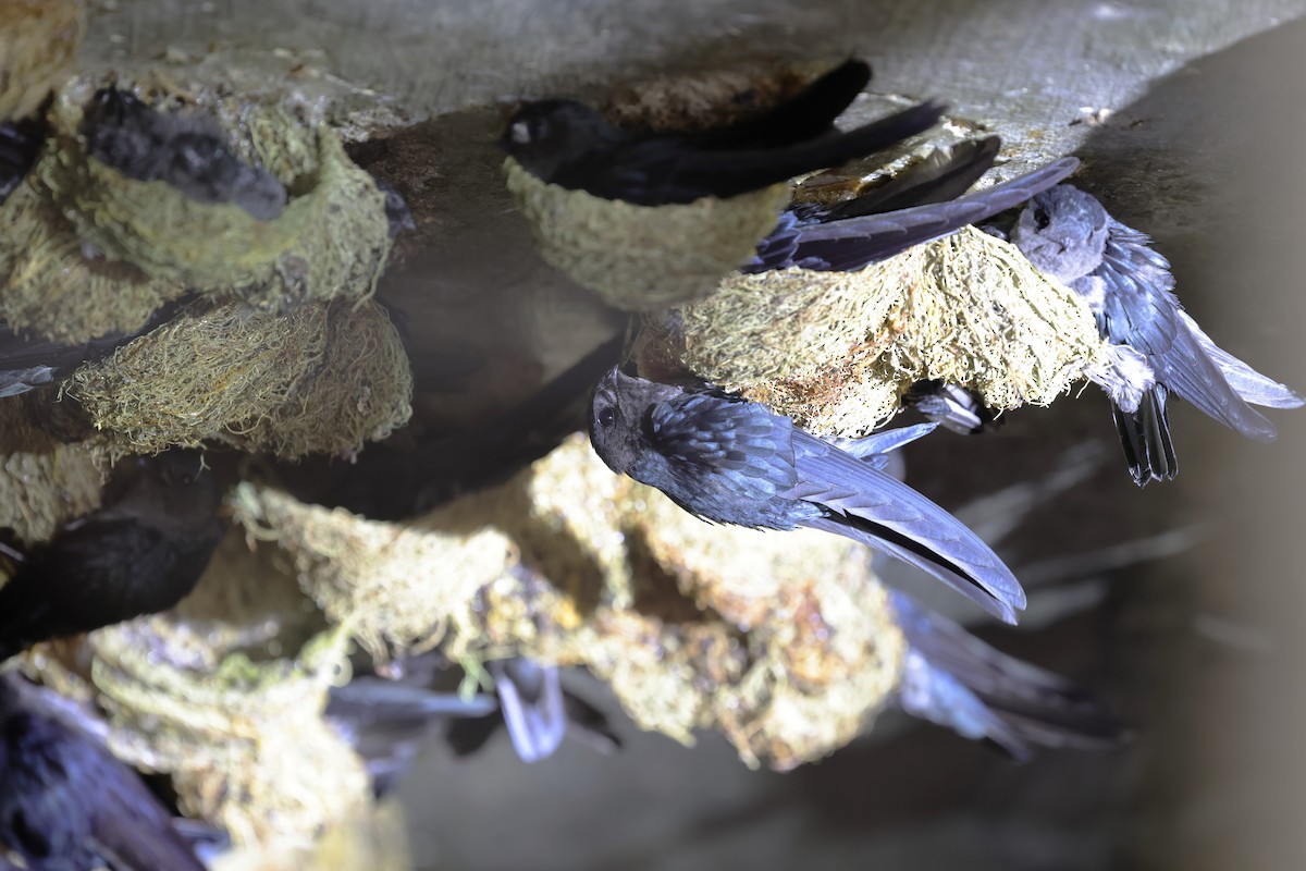 Plume-toed Swiftlet - ML638273724
