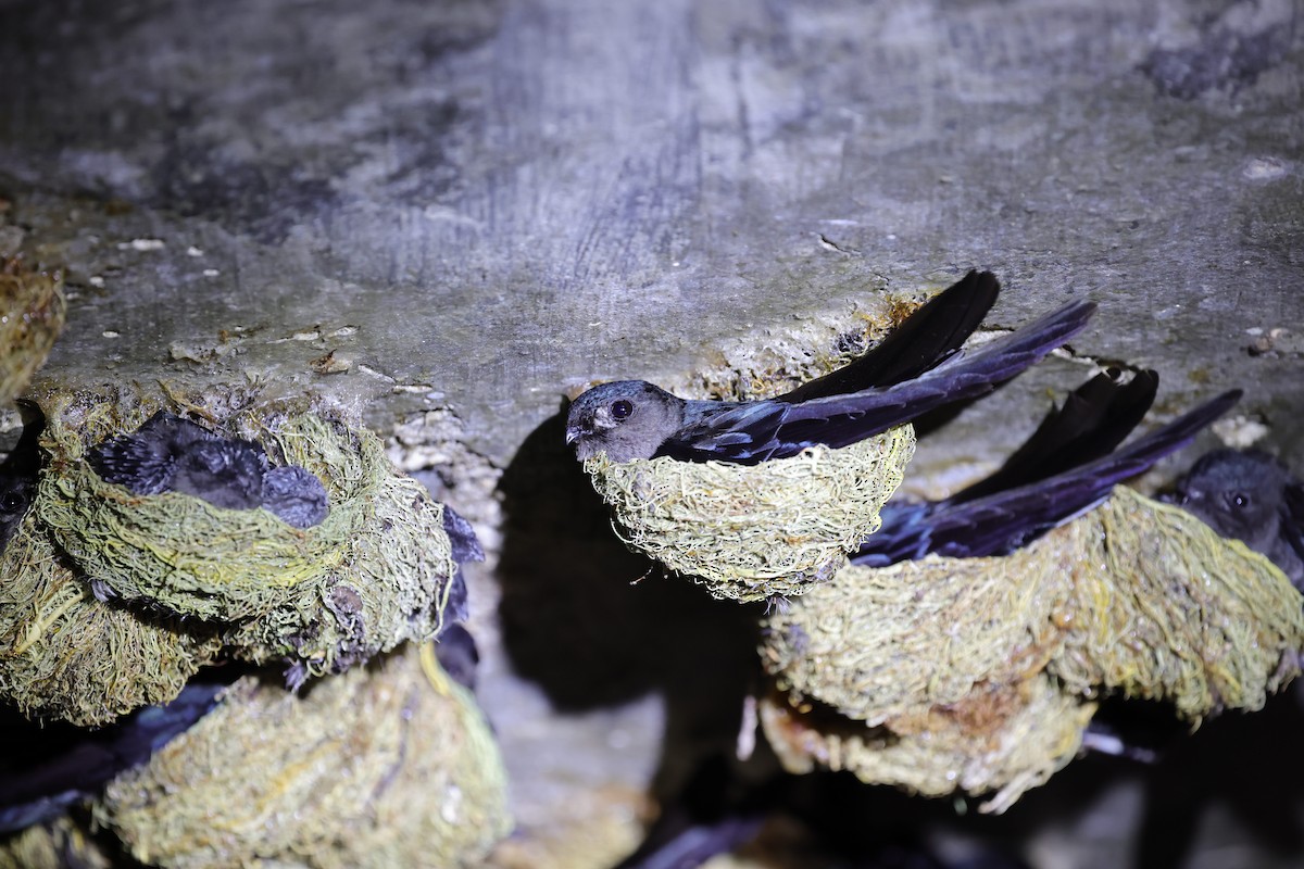 Plume-toed Swiftlet - ML638273725