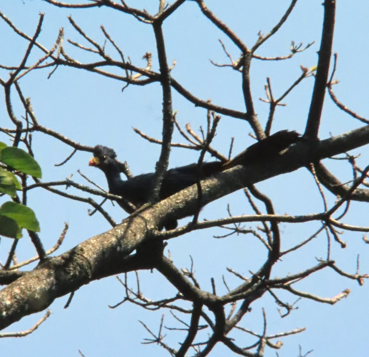 Great Blue Turaco - ML638273743