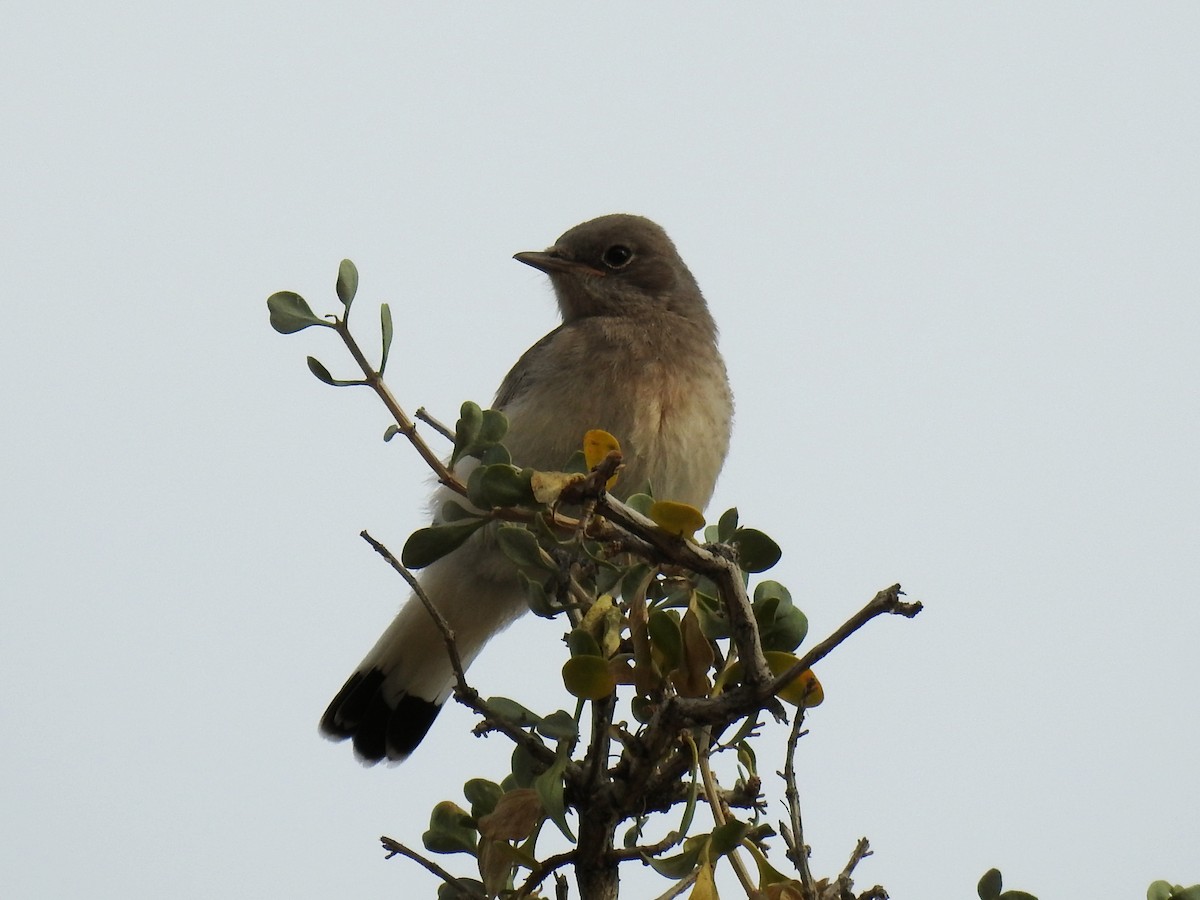 Finsch's Wheatear - ML638273749