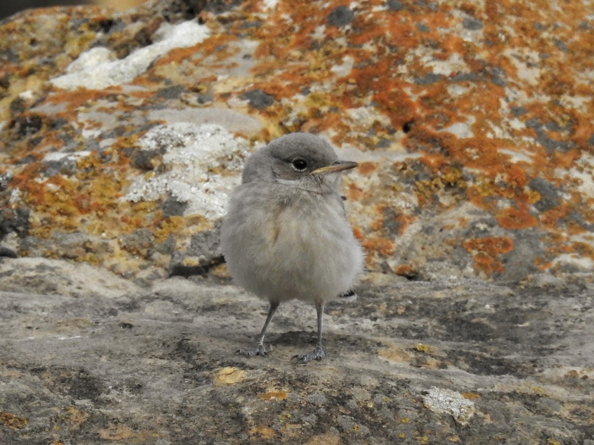Finsch's Wheatear - ML638273750